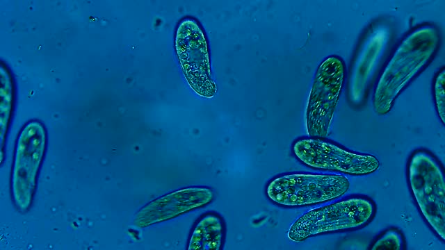 漂浮在水中的纤毛虫微生物群落视频素材