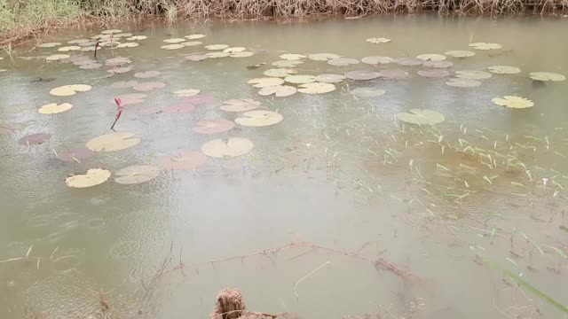 美丽的荷花在雨天视频下载