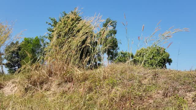 田野里的草随风飘动视频下载