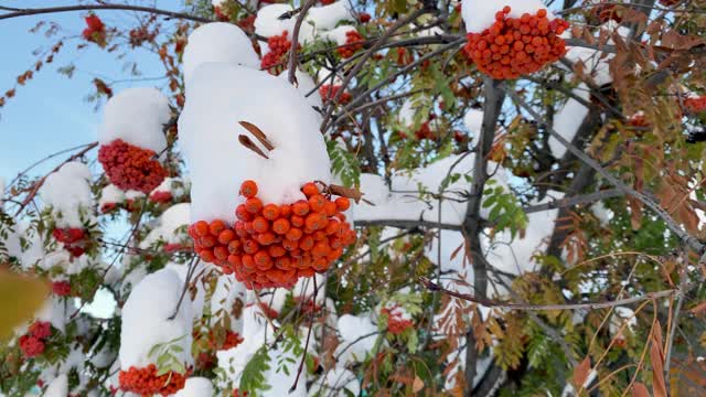 自然异常。初冬。白雪覆盖的白蜡树枝桠上挂满了鲜红多汁的浆果，花园里的绿叶也被白雪覆盖。自然之美自然之美。关闭了。视频素材