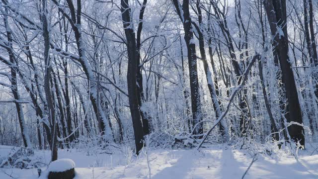 冰雪覆盖的森林是冬天的景观视频素材