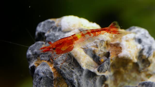 淡水水族馆里的虾。日里虾。视频素材