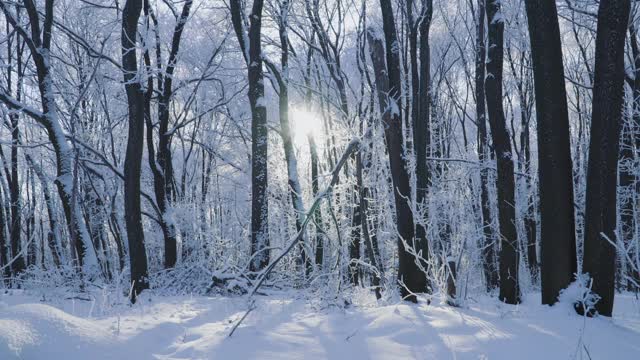 冰雪覆盖的森林是冬天的景观视频素材