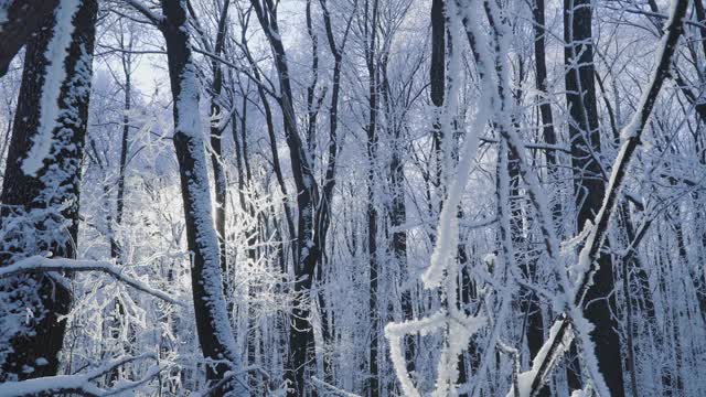 冰雪覆盖的森林是冬天的景观视频素材