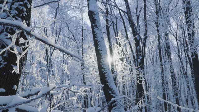 冰雪覆盖的森林是冬天的景观视频素材