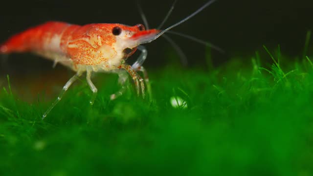 淡水水族馆里的虾。日里虾。视频素材