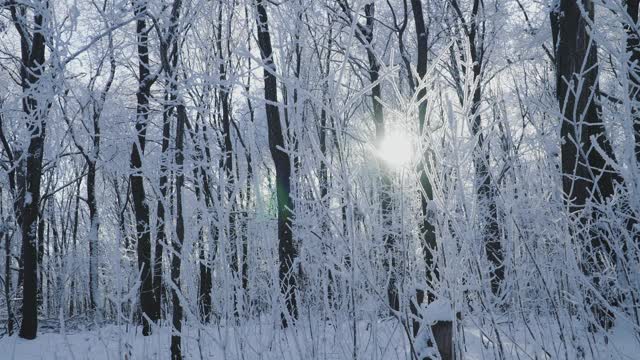 冰雪覆盖的森林是冬天的景观视频素材