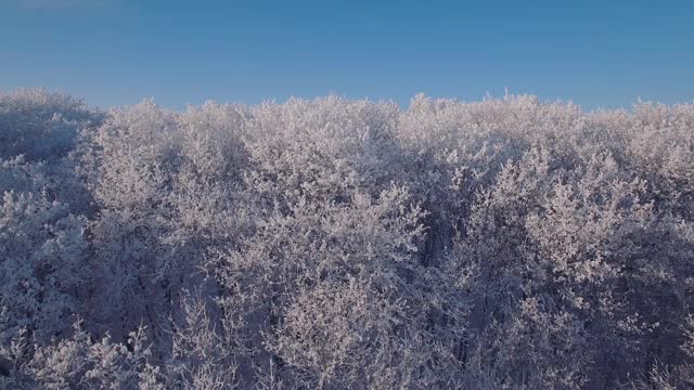 冰雪覆盖的森林是冬天的景观视频素材