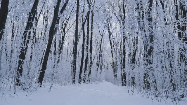 冰雪覆盖的森林是冬天的景观视频素材