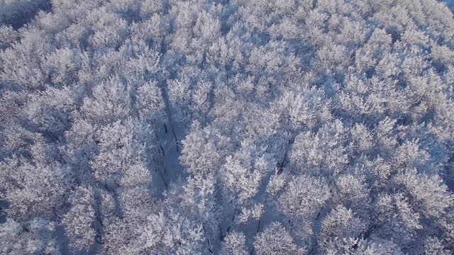 冰雪覆盖的森林是冬天的景观视频素材