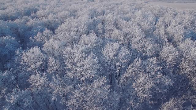 冰雪覆盖的森林是冬天的景观视频素材