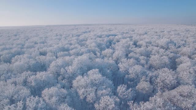 冰雪覆盖的森林是冬天的景观视频素材