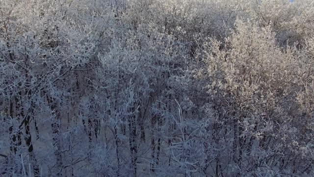 冰雪覆盖的森林是冬天的景观视频素材