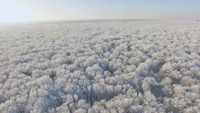 冰雪覆盖的森林是冬天的景观视频素材