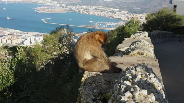 巴巴里猕猴(猕猴)坐在直布罗陀山顶，望向非洲，他的原籍(并等待游客)视频素材