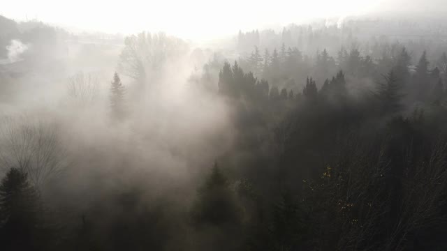 多雾的天气和树木，晨雾，阴郁的天气，阴郁的天气和树木，空中雾视图，空中雾视频，空中阴郁，滑翔在拱形的树木视频素材