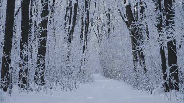 冰雪覆盖的冬季森林视频素材