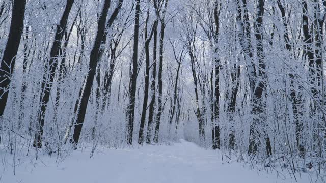 冰雪覆盖的冬季森林视频素材