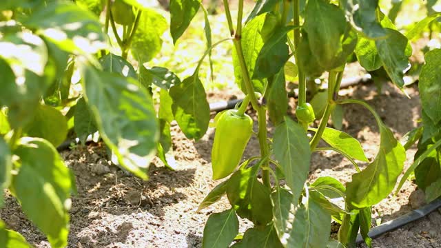 在阳光明媚的日子里在花园或温室里种植青椒。家庭农场的植物和蔬菜的滋润视频素材