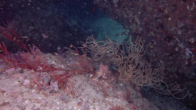 水肺潜水穿过深海水下洞穴视频素材