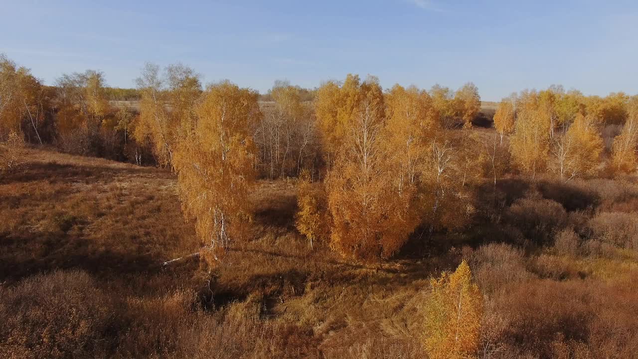 鸟瞰图的秋天森林视频素材