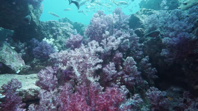 从被珊瑚和鱼包围的水下洞穴系统中冒出来视频素材