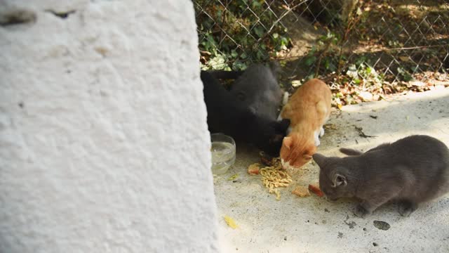 一群无家可归的猫在街上吃东西。人们和志愿者喂养无家可归的可怜动物视频素材