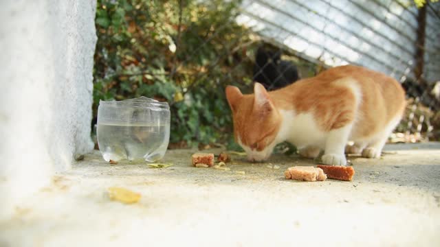 一群无家可归的猫在街上吃东西。人们和志愿者喂养无家可归的可怜动物视频素材