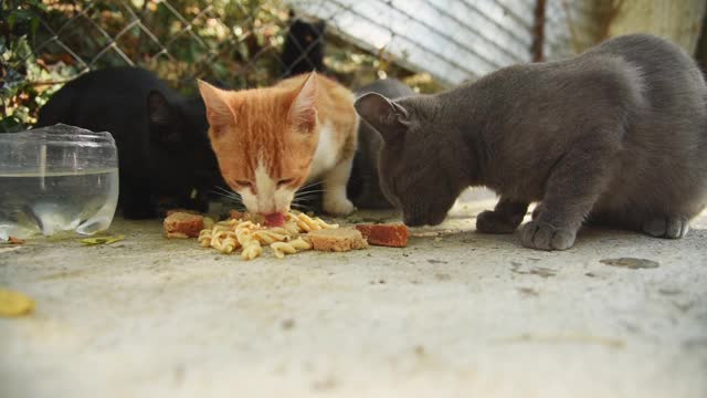 一群无家可归的猫在街上吃食物，这些食物是善良的人们和志愿者给它们的视频素材