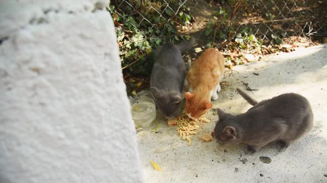 一群无家可归的猫在街上吃食物，这些食物是善良的人们和志愿者给它们的视频素材