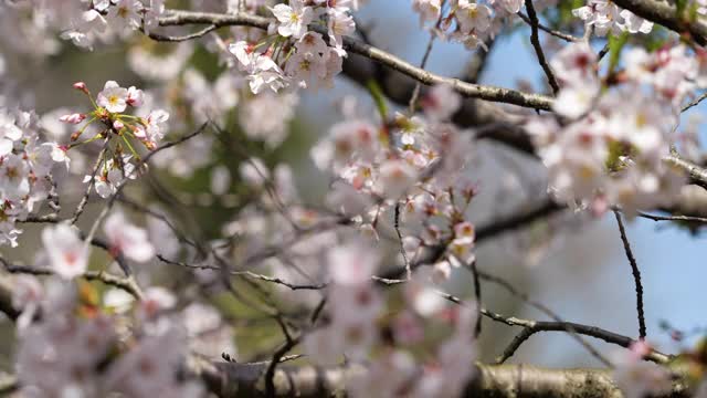 樱花视频素材