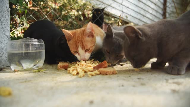 一群无家可归的猫在街上吃食物，这些食物是善良的人们和志愿者给它们的视频素材