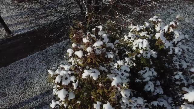 冬天公园里的树。视频素材