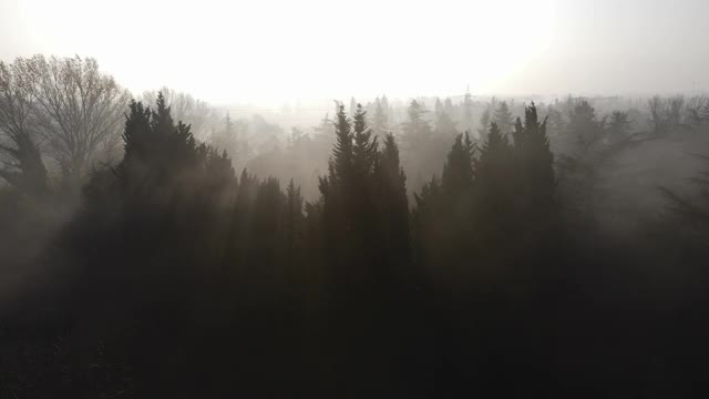 多雾的天气和树木，晨雾，阴郁的天气，阴郁的天气和树木，空中雾视图，空中雾视频，空中阴郁，滑翔在拱形的树木视频素材