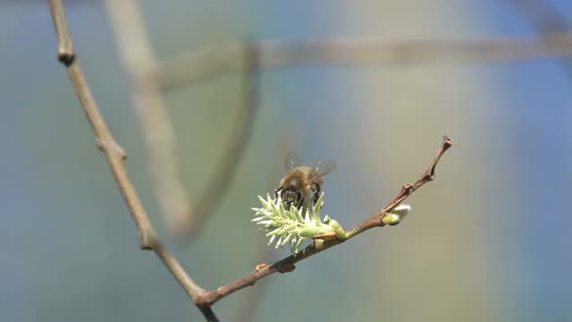 蜜蜂在萌芽状态视频素材