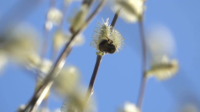 蜜蜂大黄蜂视频素材