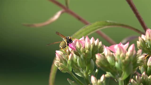 蜂蜂惊讶视频素材