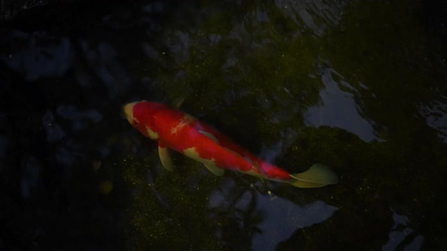 池塘里的锦鲤自然丰富，爱锦鲤的概念视频素材