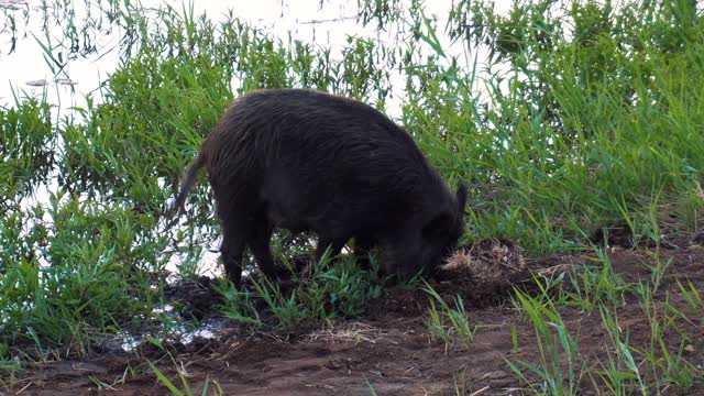 野猪在湖边用鼻子挖地寻找食物视频素材