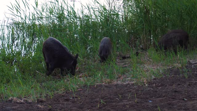 野猪在湖上用鼻子挖食物视频素材