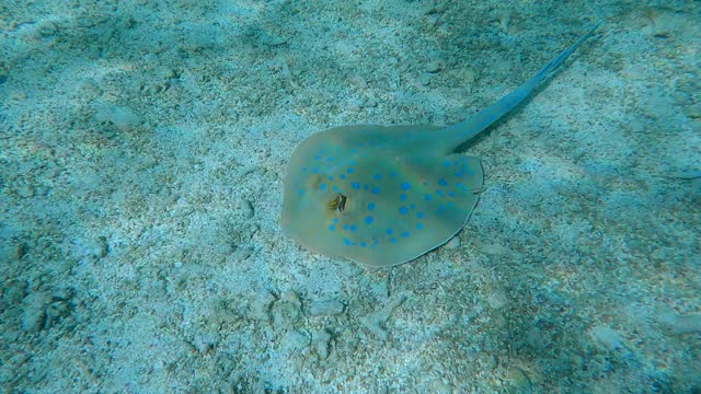 黄貂鱼慢慢地游过沙质海床。蓝斑黄貂鱼视频素材