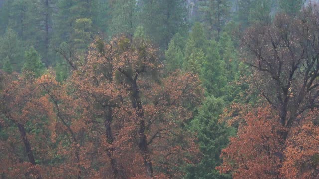 远摄下约塞米蒂落在大雨，约塞米蒂山谷，暴风雨的一天，约塞米蒂国家公园，马里波萨县，加利福尼亚州，4K视频视频素材