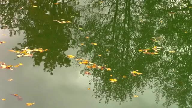 树木倒映在湖面上，秋叶漂浮在水面上视频素材