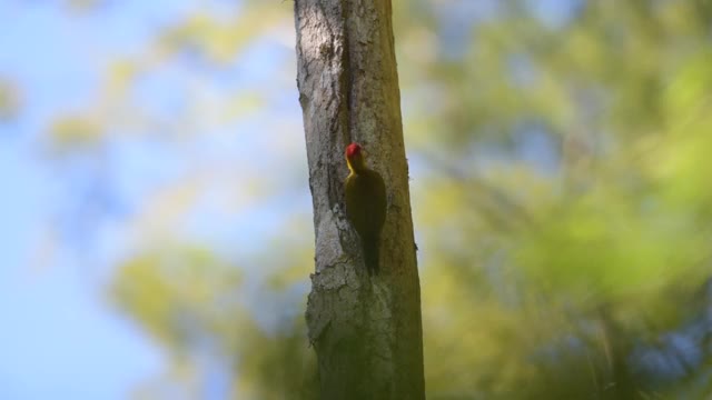 黄喉啄木鸟(Piculus flavigula)视频素材