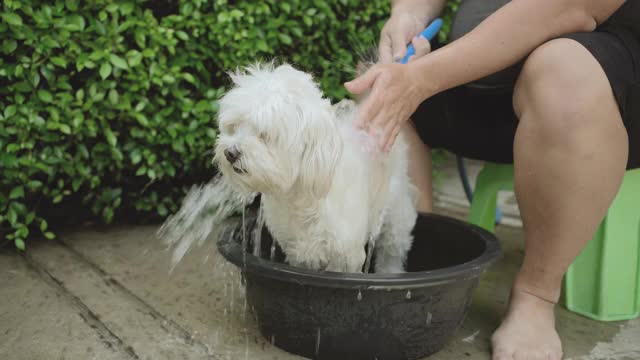 给家里的狗洗澡。视频素材