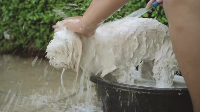 给家里的狗洗澡。视频素材