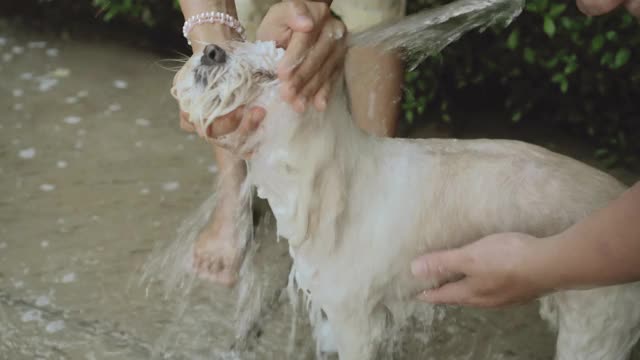 给家里的狗洗澡。视频素材