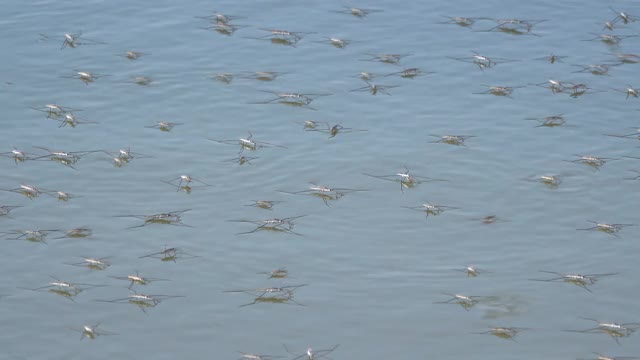 水黾在水中视频素材