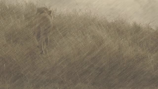 非洲狮在雨中移动视频素材