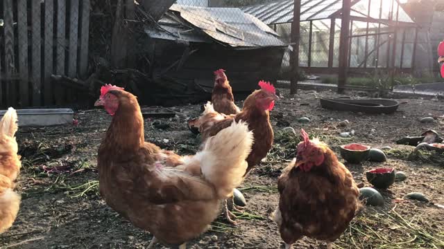 在农村看鸡的镜头——慢动作拍摄。视频素材